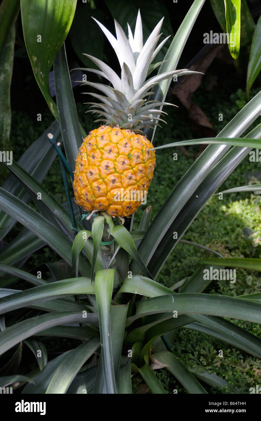 Pineapple growing on a tree Stock Photo Alamy