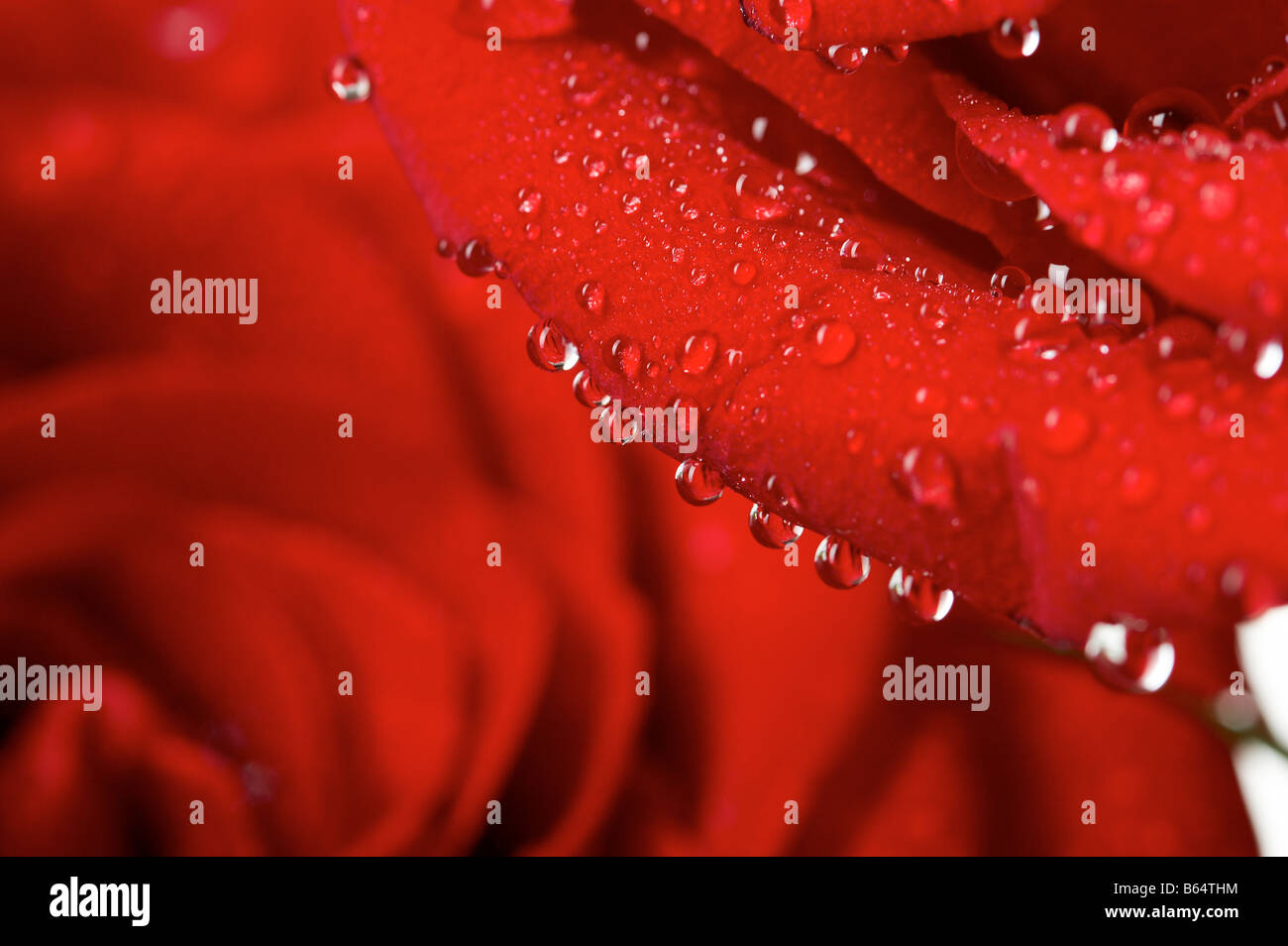 Macro image of dark red rose with water droplets Extreme close up Stock ...