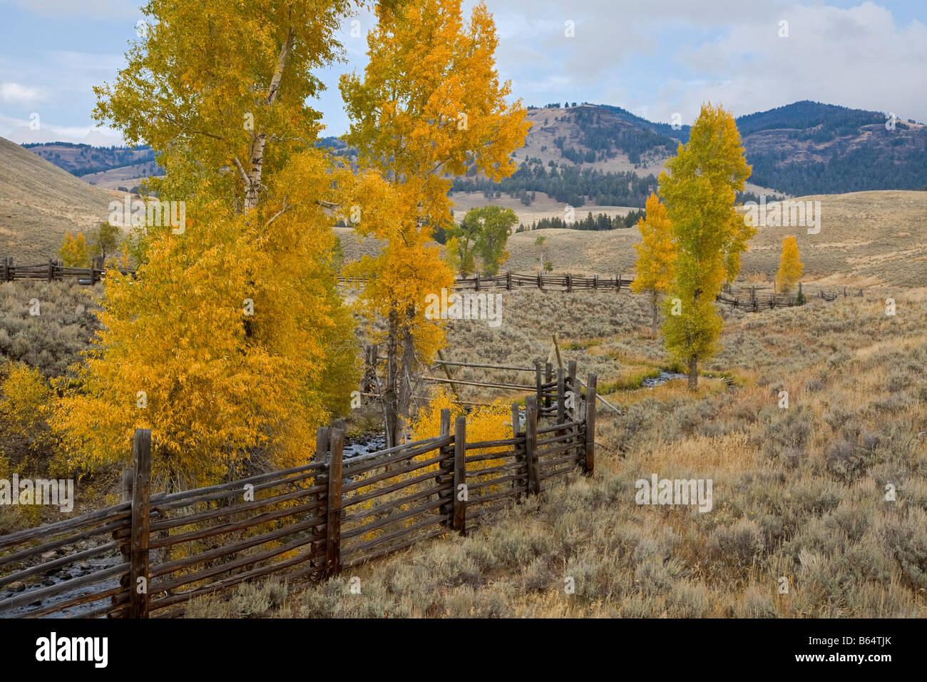 Yellowstone National Park WY Fall colored cottonwood trees along the