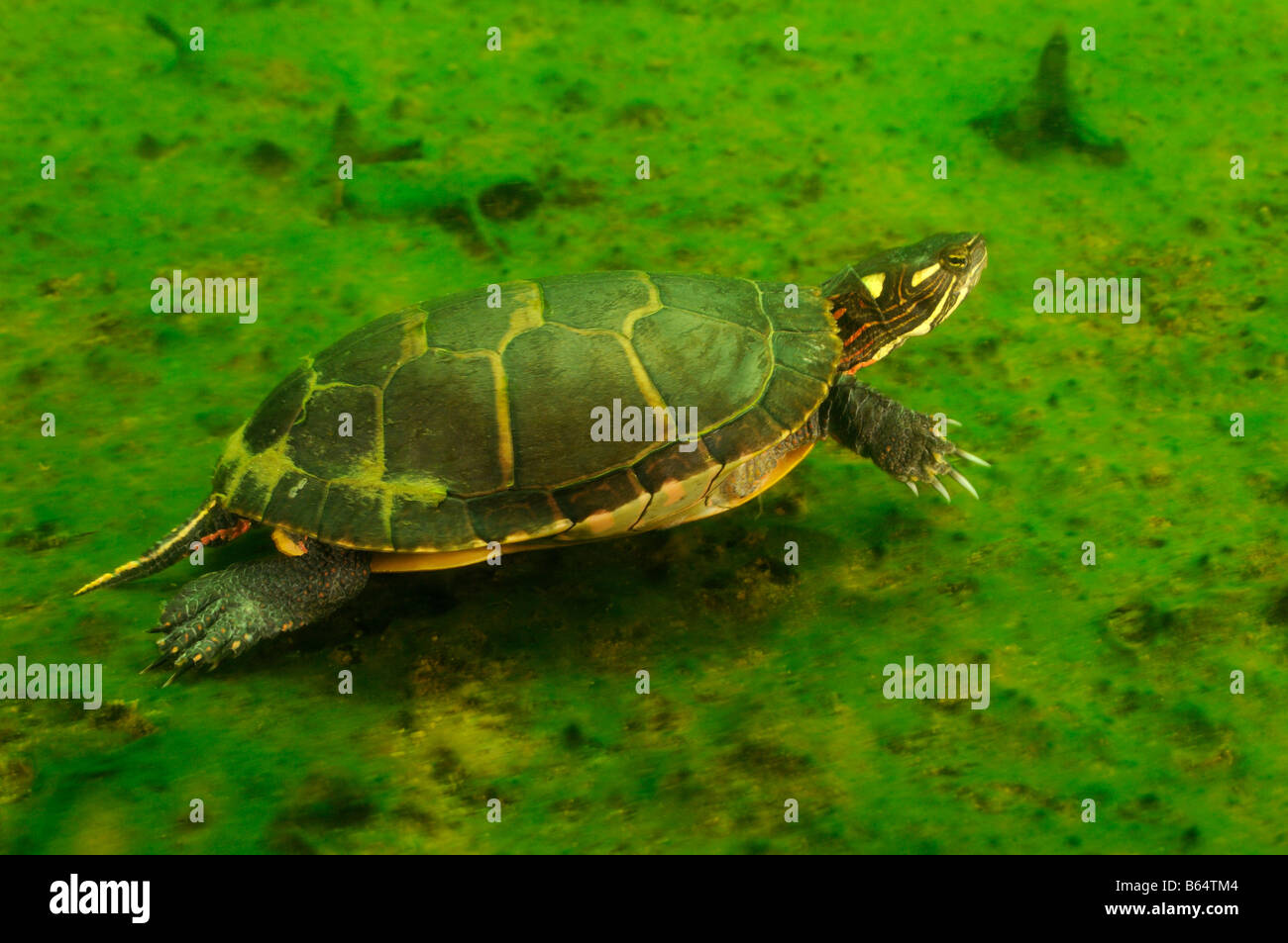 Painted turtle Chrysemys picta Vermont Stock Photo Alamy