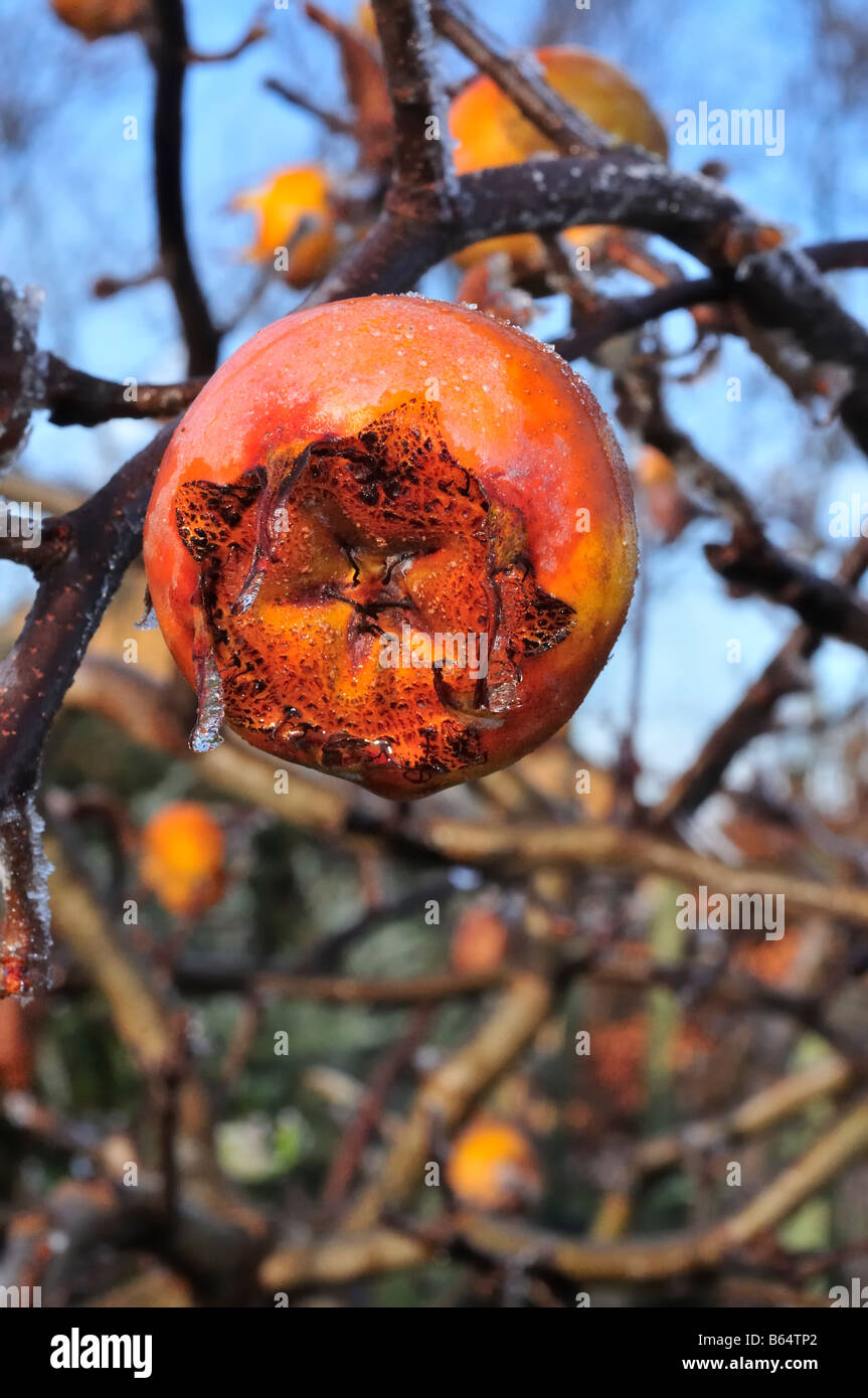 Frosty Medlar Fruit of the Mespilus germanica tree Stock Photo