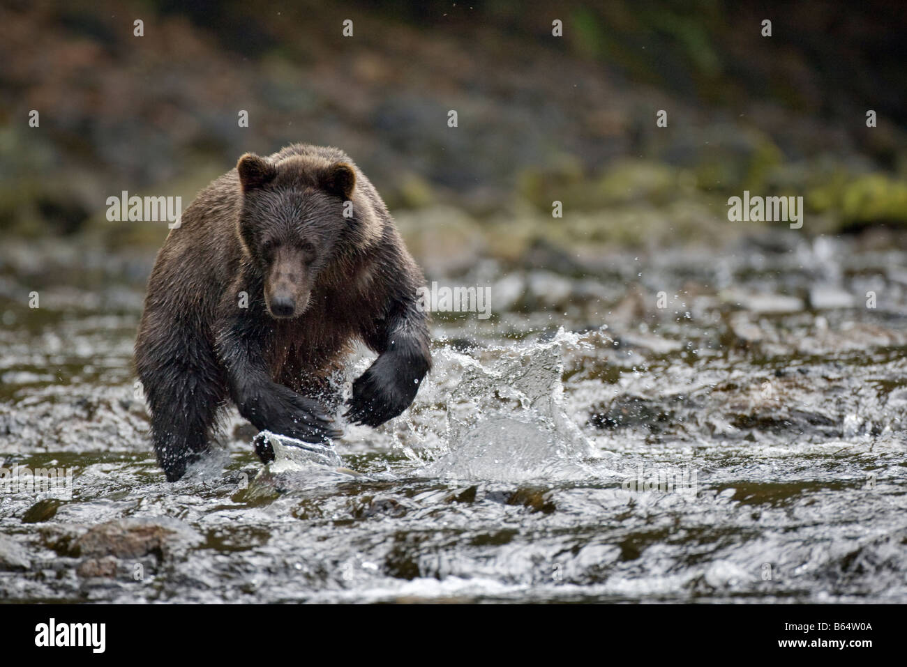 USA Alaska Freshwater Bay Brown Grizzly Bear fishing for Sockeye Salmon Oncorhynchus nerka in small stream along Pavlof Harbor Stock Photo