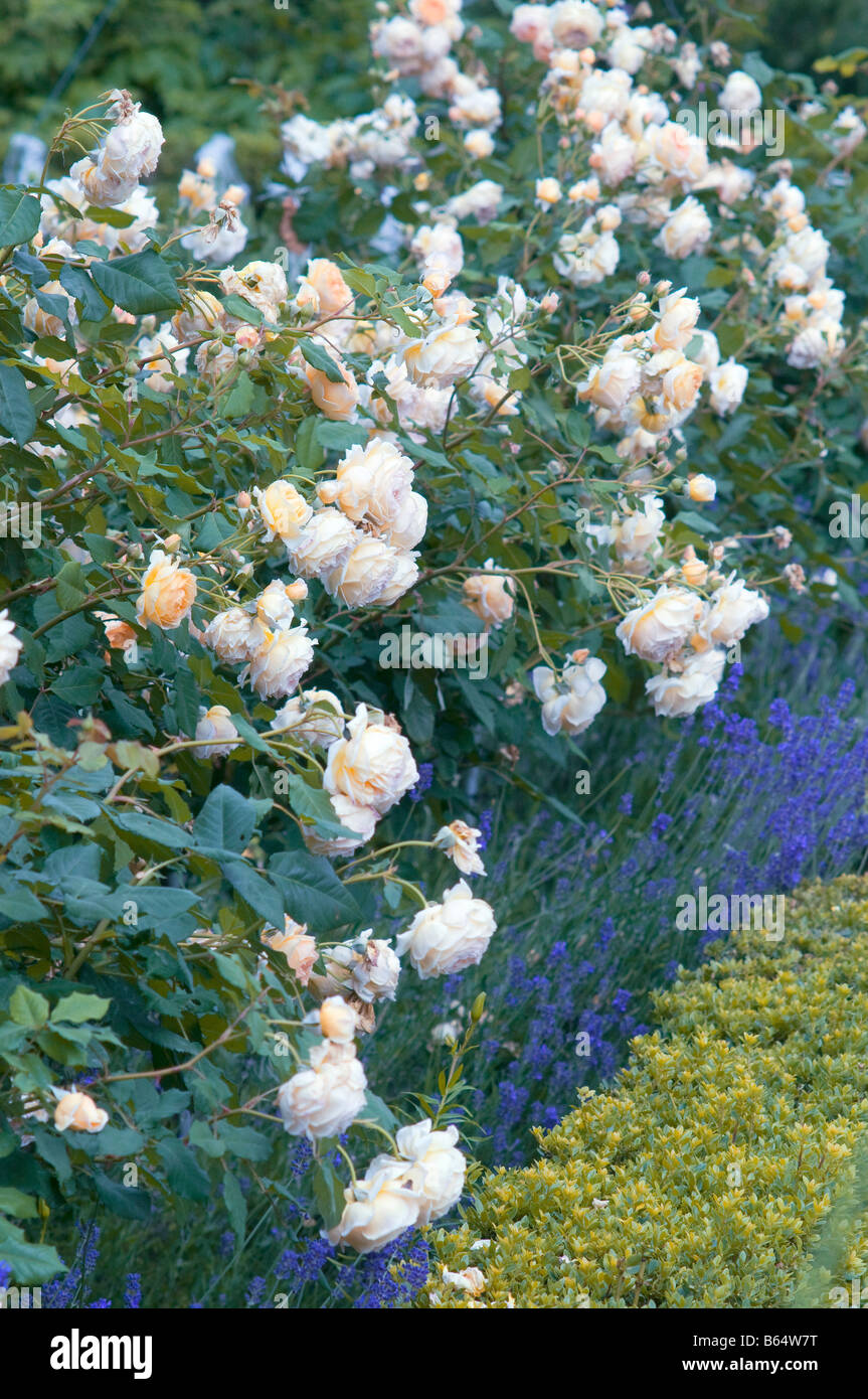 Rosa flowers during Summer Stock Photo
