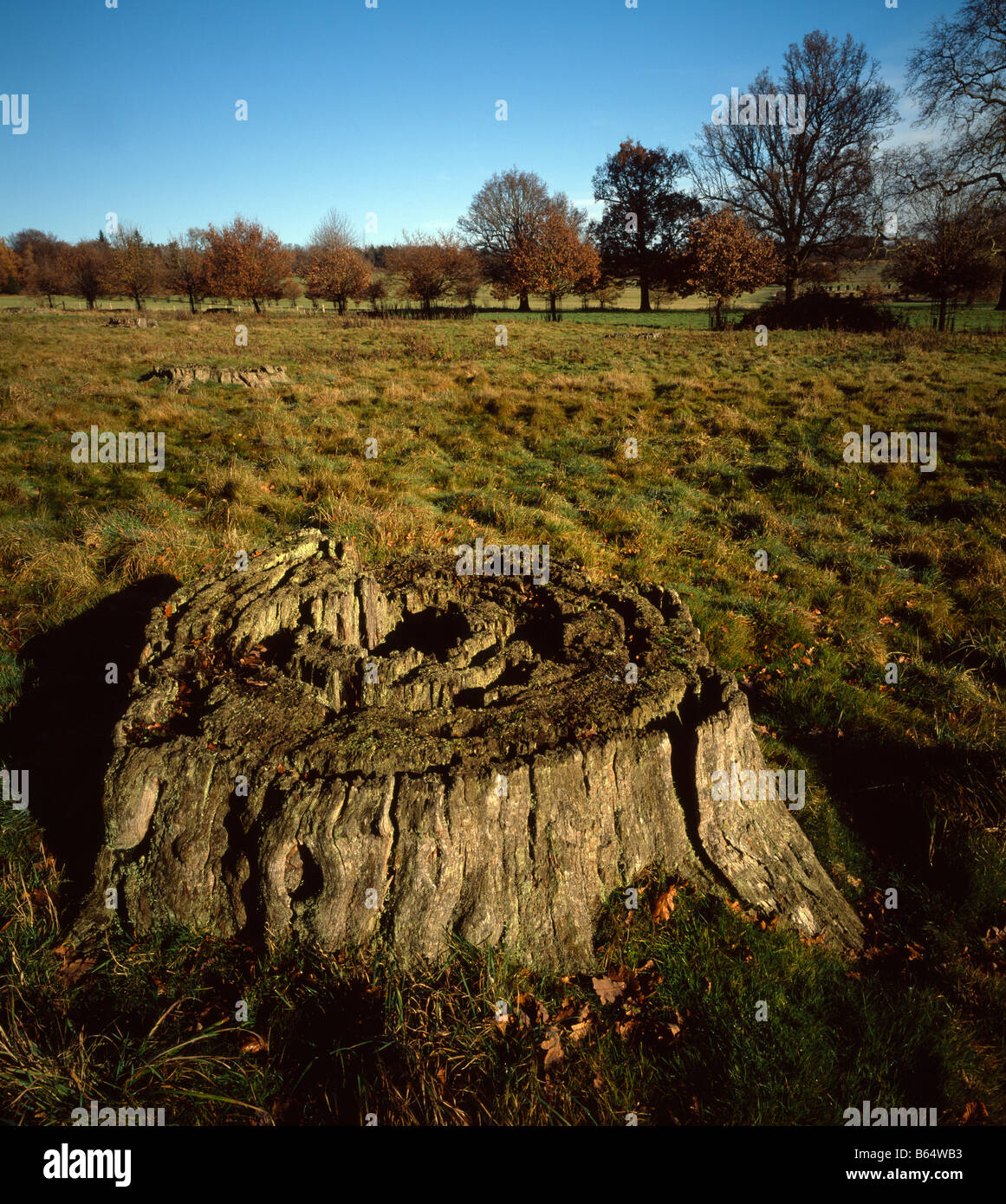 Old tree stump. Stock Photo