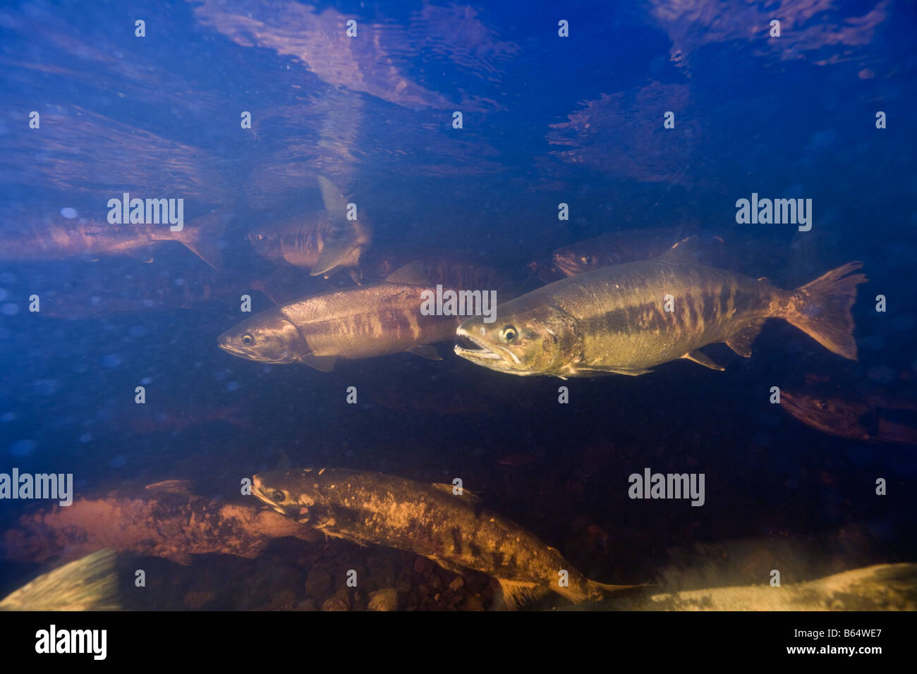 USA Alaska Kake Underwater view of Chum Salmon Oncorhynchus keta