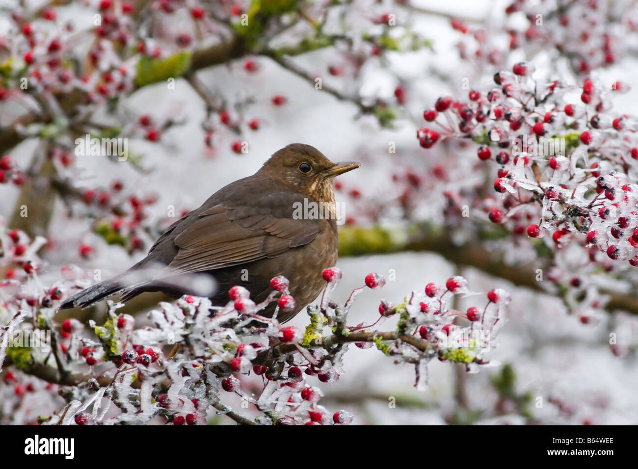 Merla turdus merula hi-res stock photography and images - Alamy