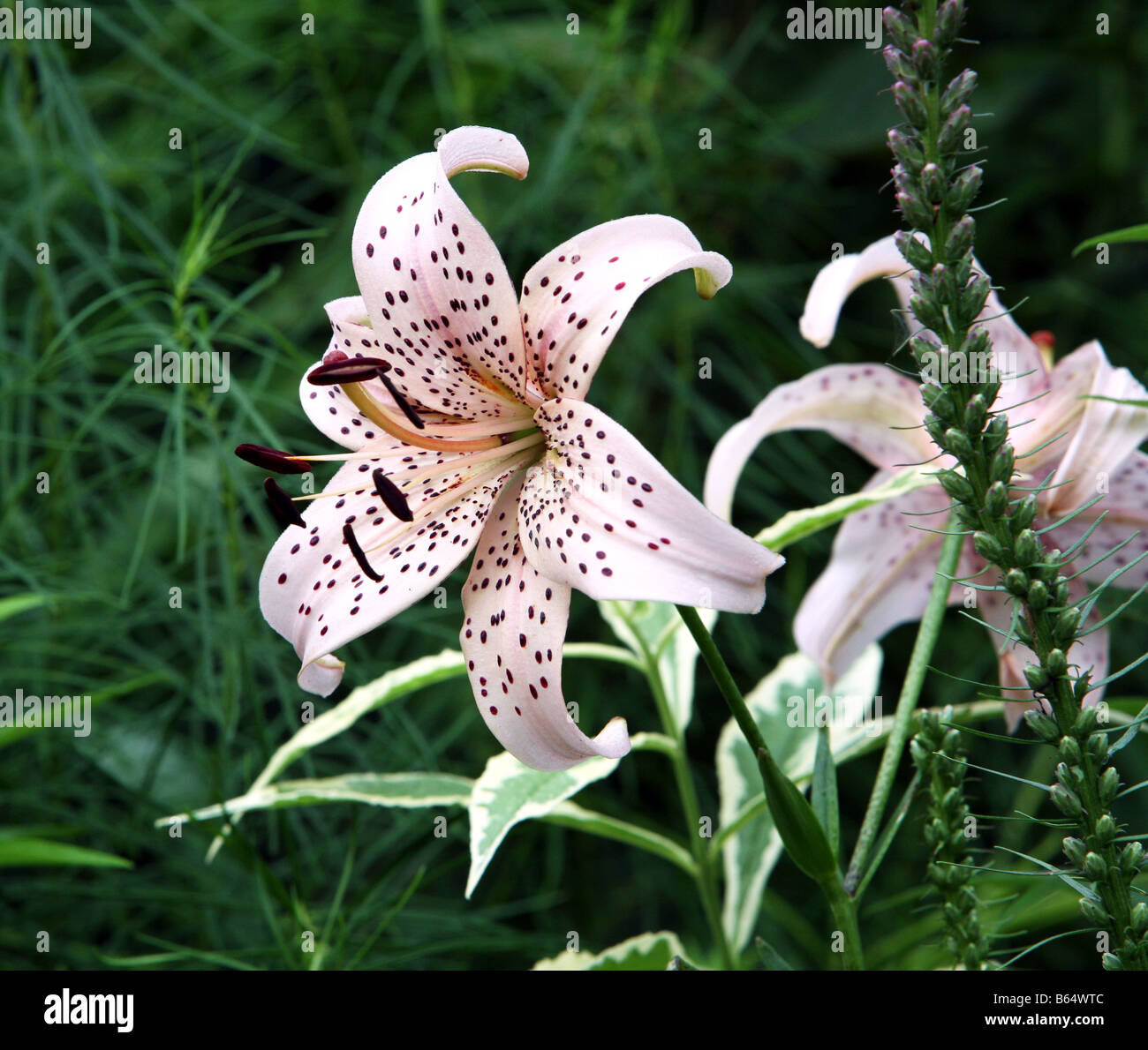 A Tiger Lily Stock Photo Alamy