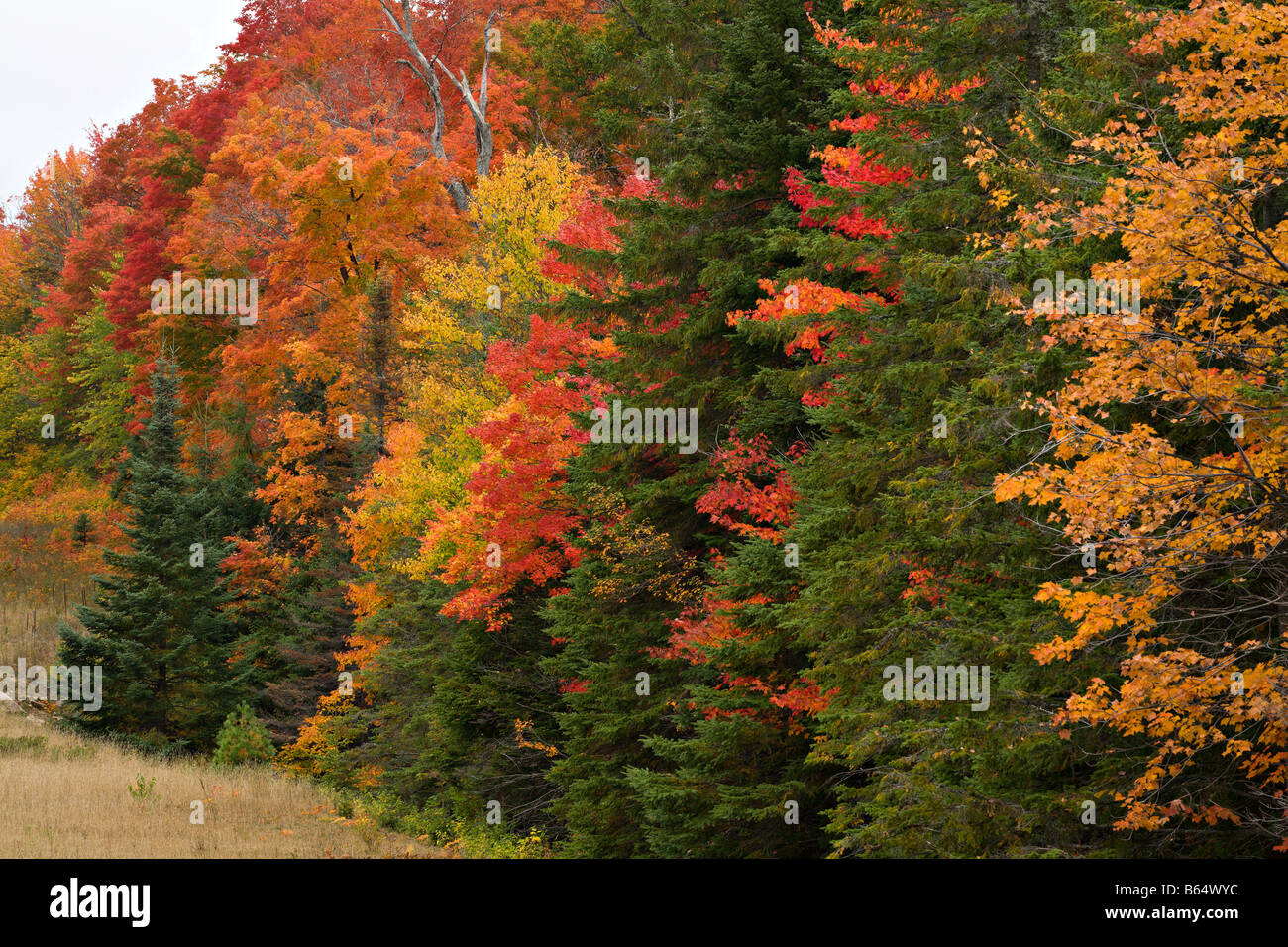 Fall colours in Algonquin Provincial Park, Ontario, Canada Stock Photo