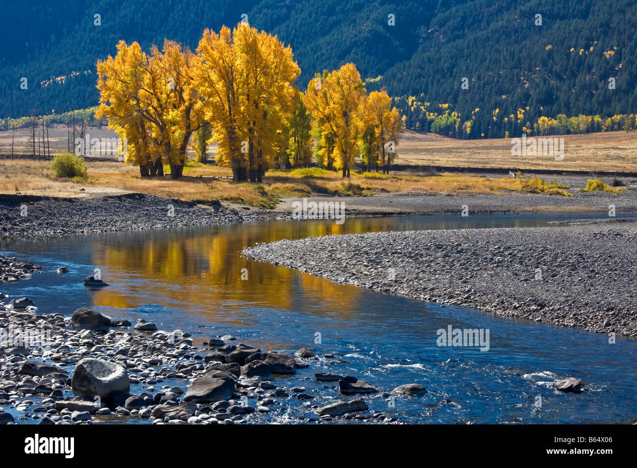 Yellowstone National Park WY Cottonwood trees on the Lamar river