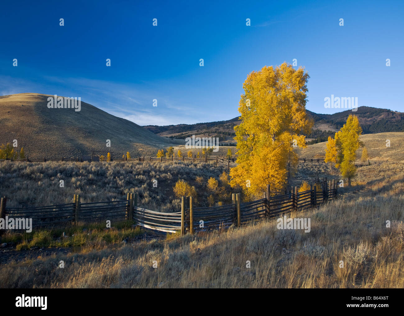Yellowstone National Park WY Fall colored cottonwood trees along the