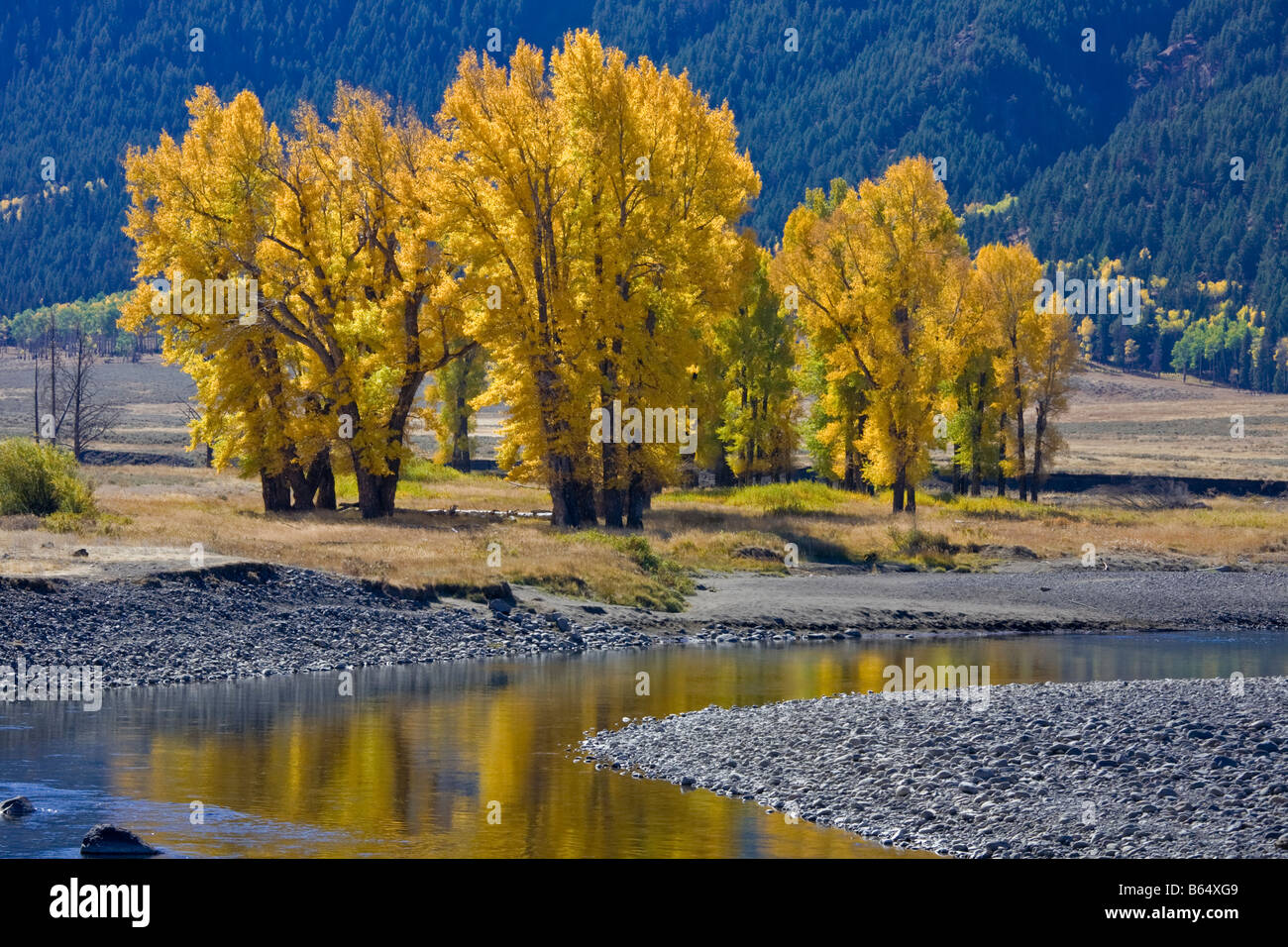 Yellowstone National Park WY Cottonwood trees on the Lamar river