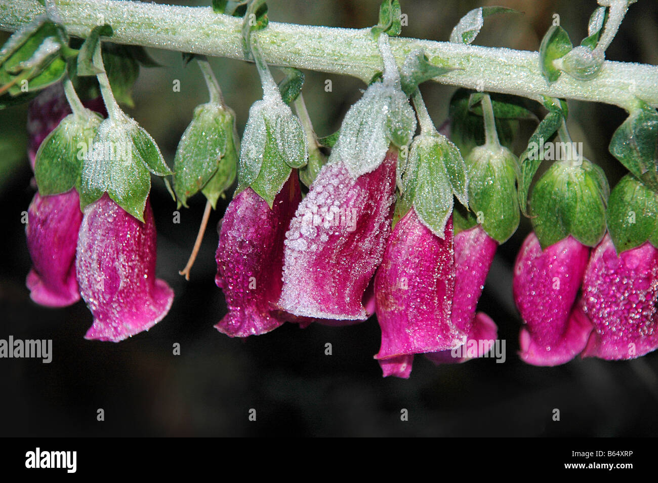 A stalk of frosted foxglove flowers. Stock Photo