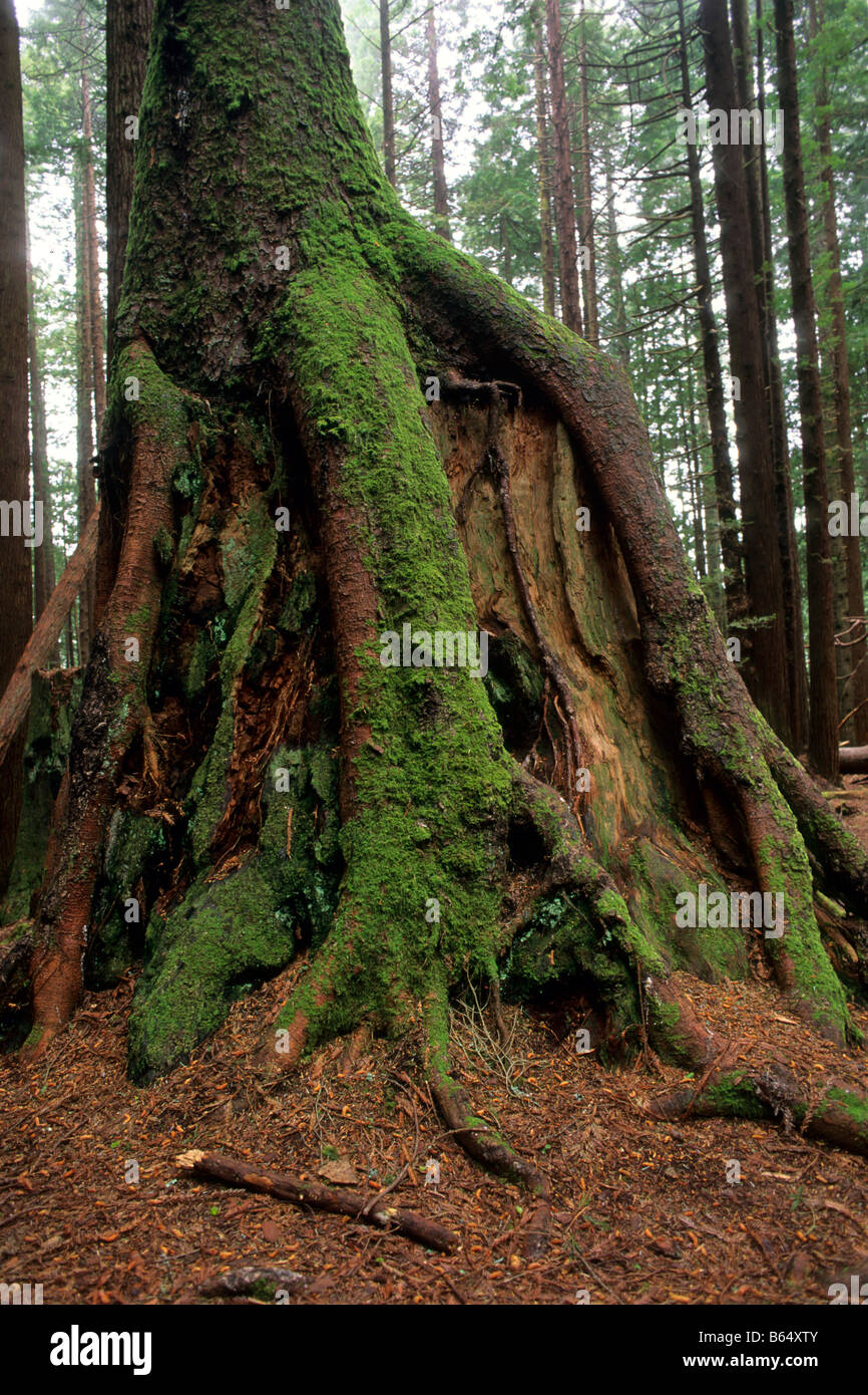 Tree roots growing over old growth stump Redwood Park Arcata Humboldt