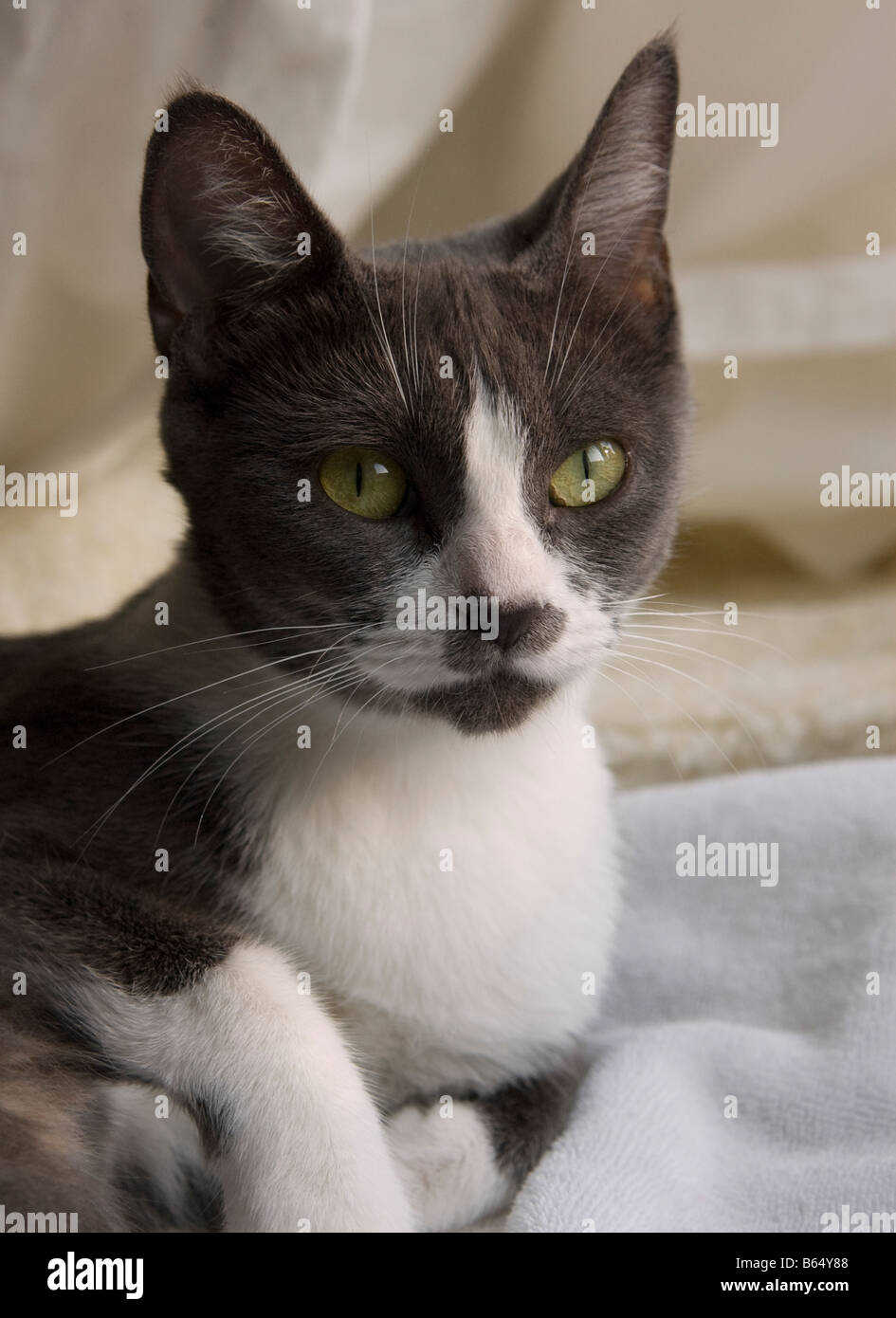Portrait of a grey and white cat Stock Photo - Alamy
