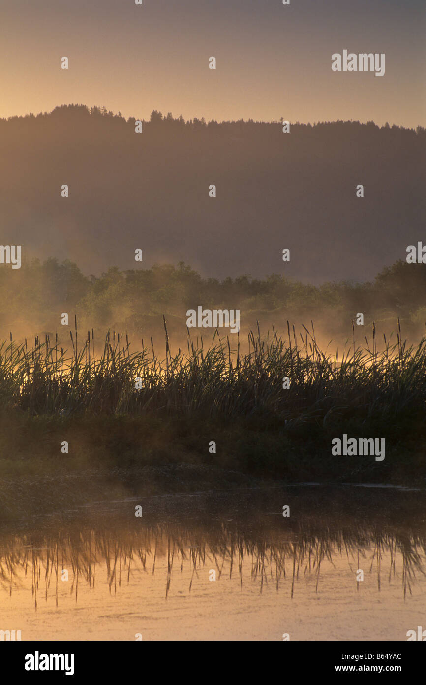 Sunrise light on the Arcata Marsh Arcata Humboldt County CALIFORNIA Stock Photo