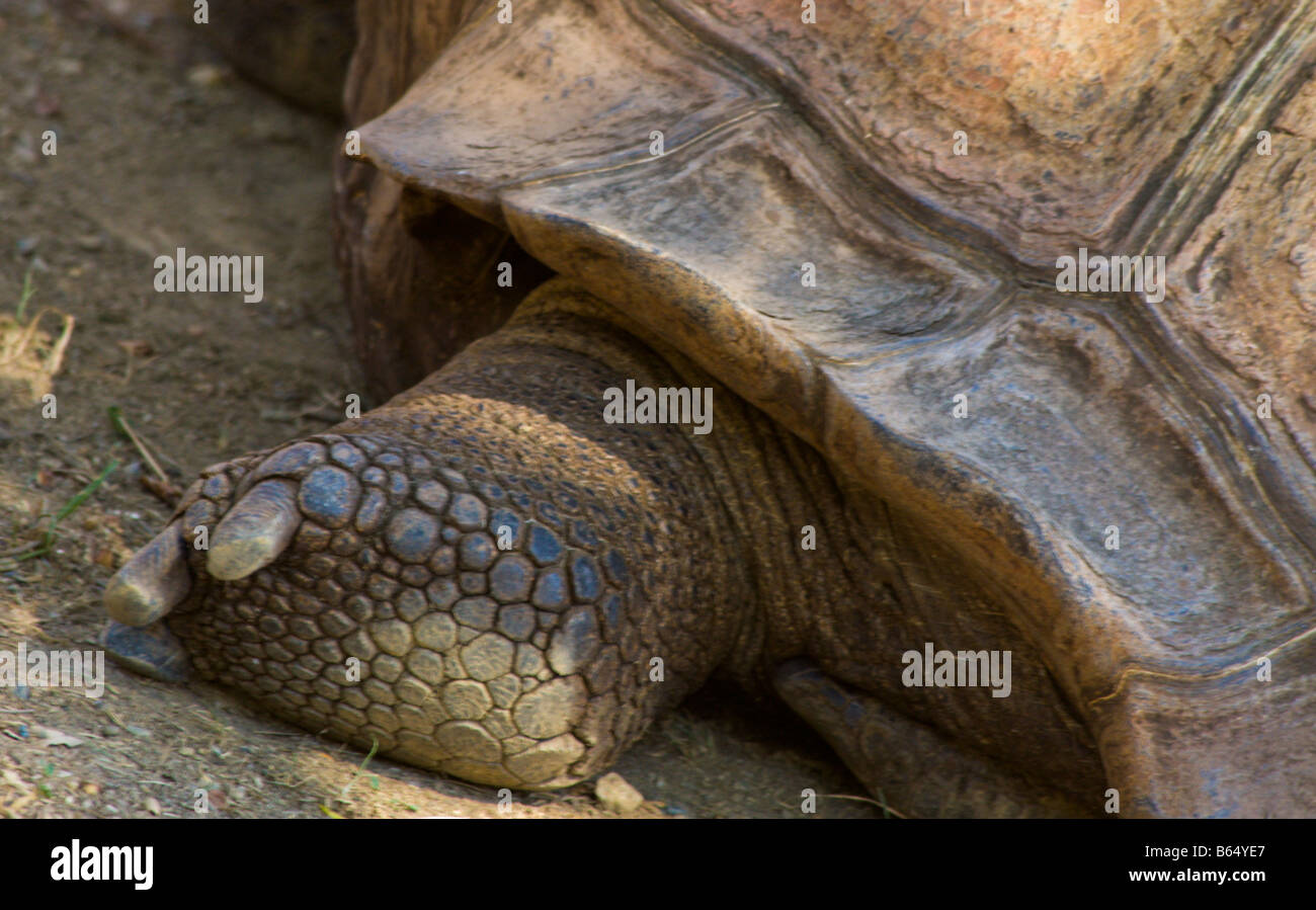 Turtle shells and kids hi-res stock photography and images - Alamy