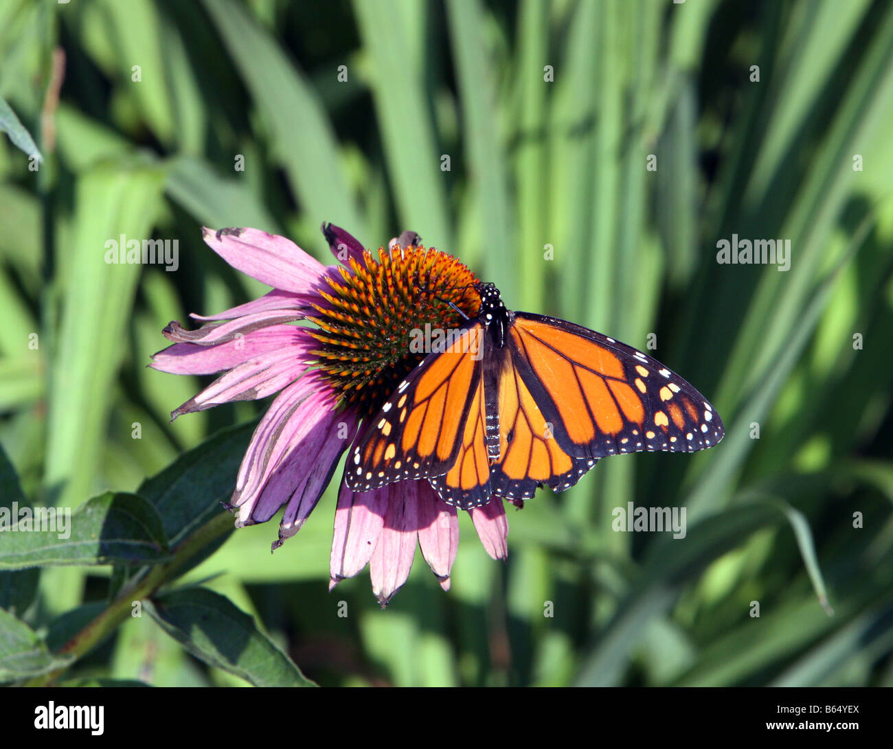 A monarch butterfly feeding on a purple cone flower. Stock Photo