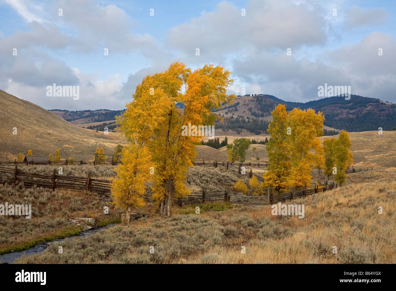 Yellowstone National Park WY Fall colored cottonwood trees along the