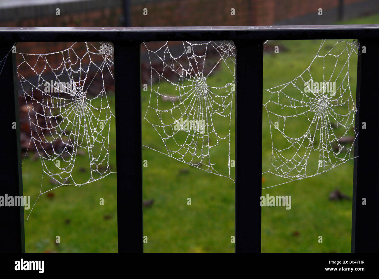 “frozen spiders web” Stock Photo