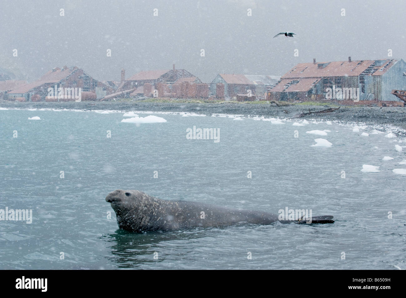 Southern Elephant Seal (Mirounga leonina) Male in falling snow, Stromness Whaling Station, South Georgia Stock Photo