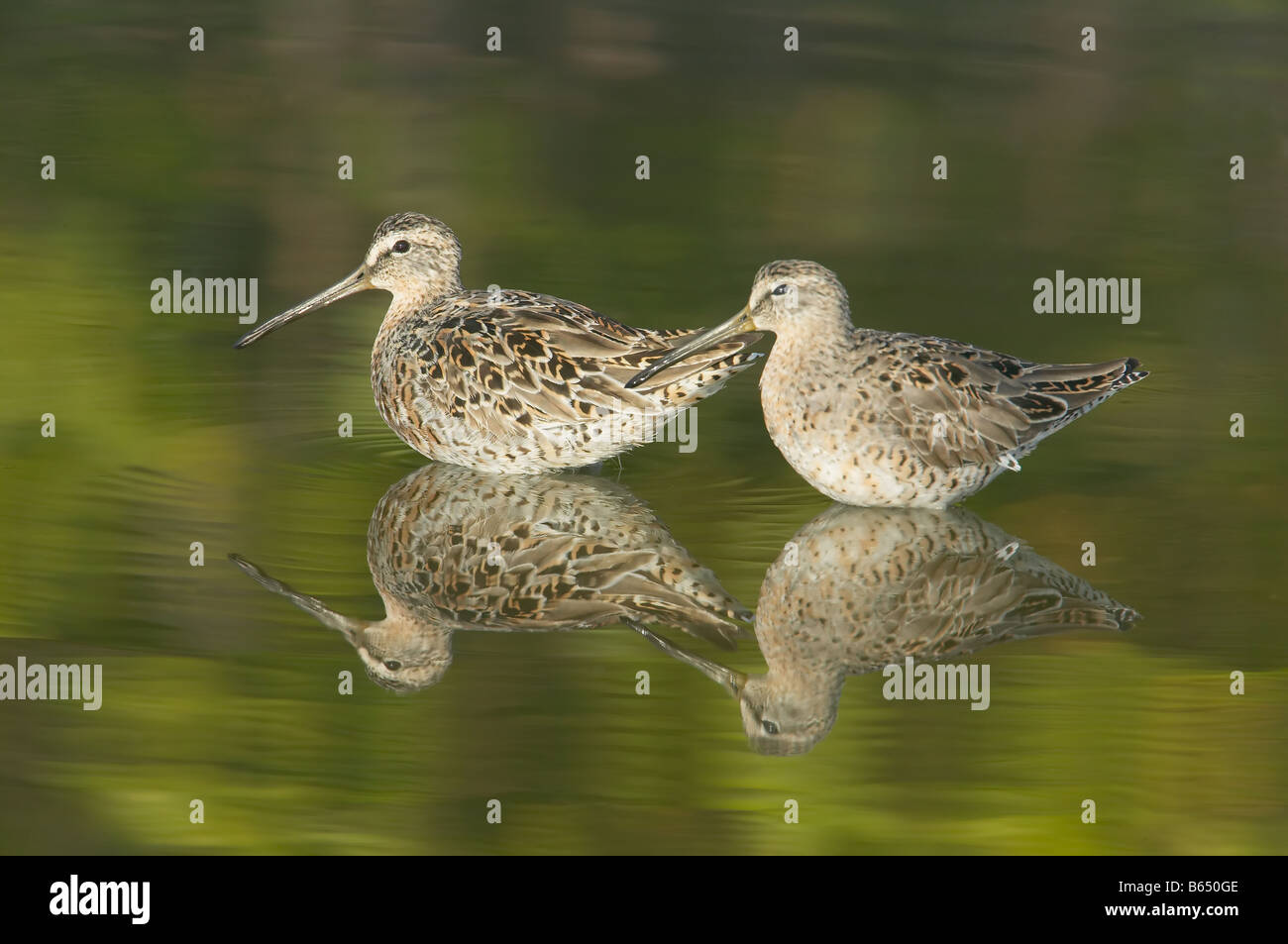 Two Short-billed Dowitchers (Limnodromus griseus) standing in shallow water with green trees reflected Stock Photo