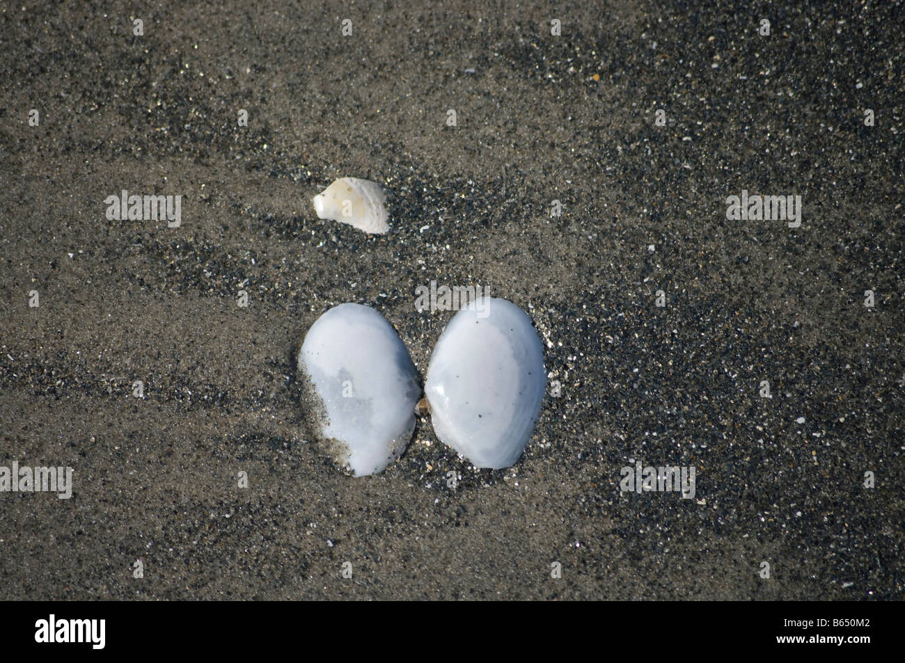 Shells at the beach San Diego California USA Stock Photo Alamy