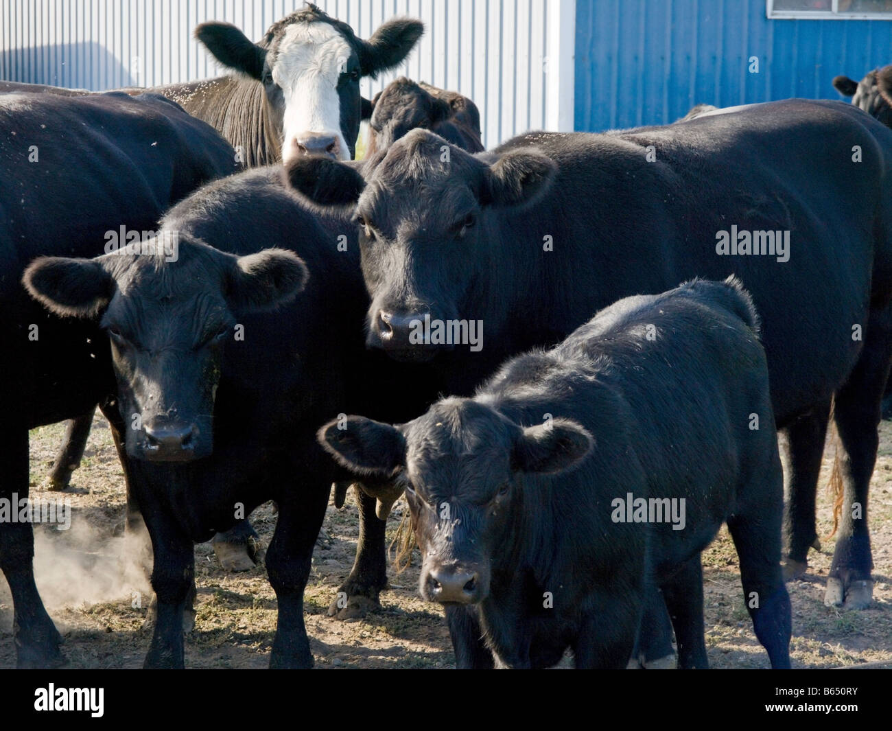 A herd of black angus cattle Stock Photo Alamy