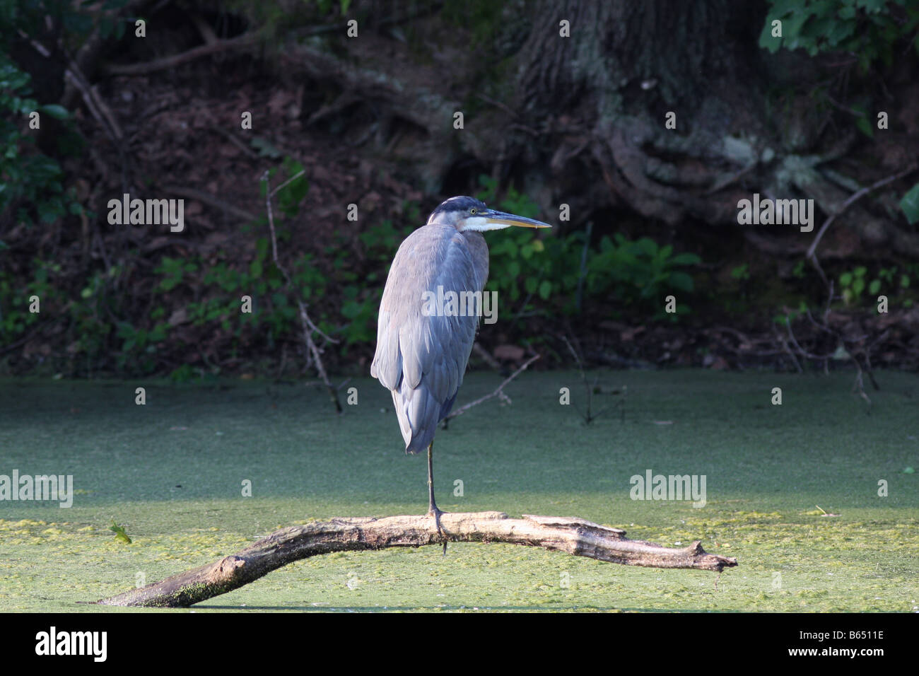 A Great Blue Heron perched on piece of drift wood in a pond. Marshy river scene. Stock Photo