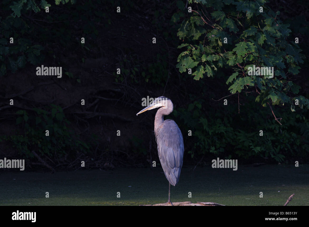 A Great Blue Heron perched on piece of drift wood in a pond. Marshy river scene. Stock Photo