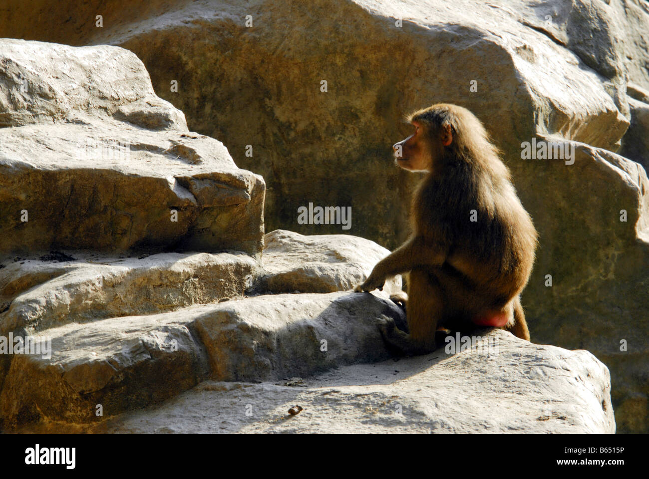 A HAMADRYAS BABOON IN SINGAPORE ZOO Stock Photo