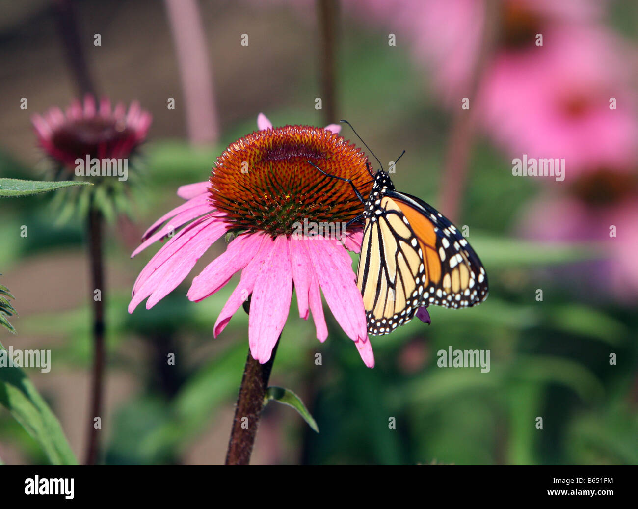 A monarch butterfly feeding on a purple cone flower Stock Photo Alamy