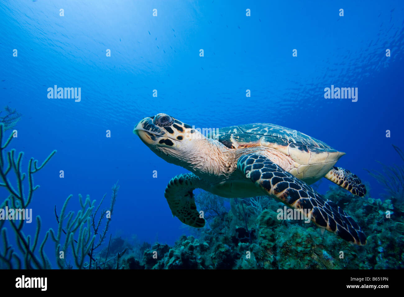 Cayman Islands Little Cayman Island Underwater view of Hawksbill Turtle Stock Photo