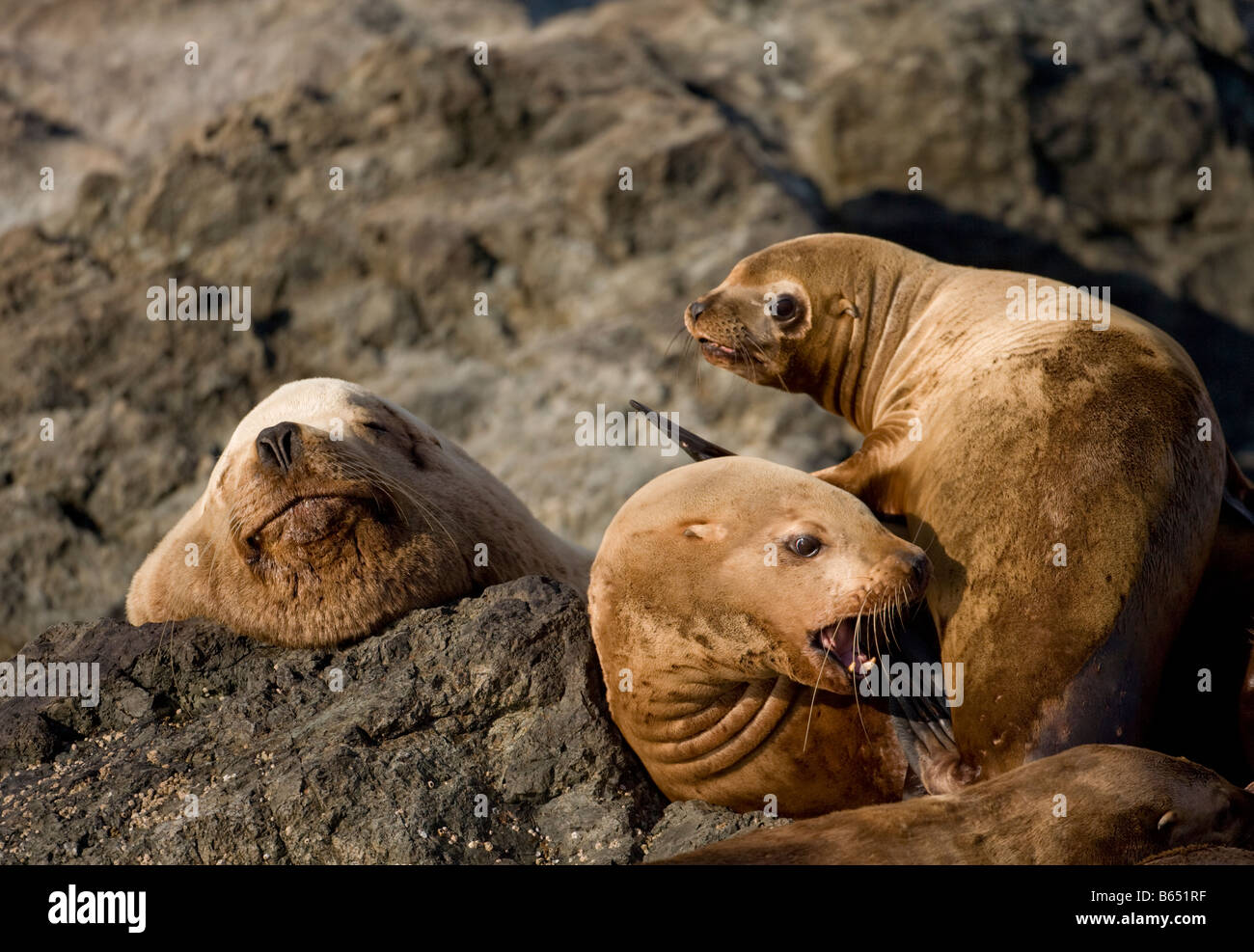 USA Alaska Tongass National Forest Steller sea lions Eumetopias jubatus