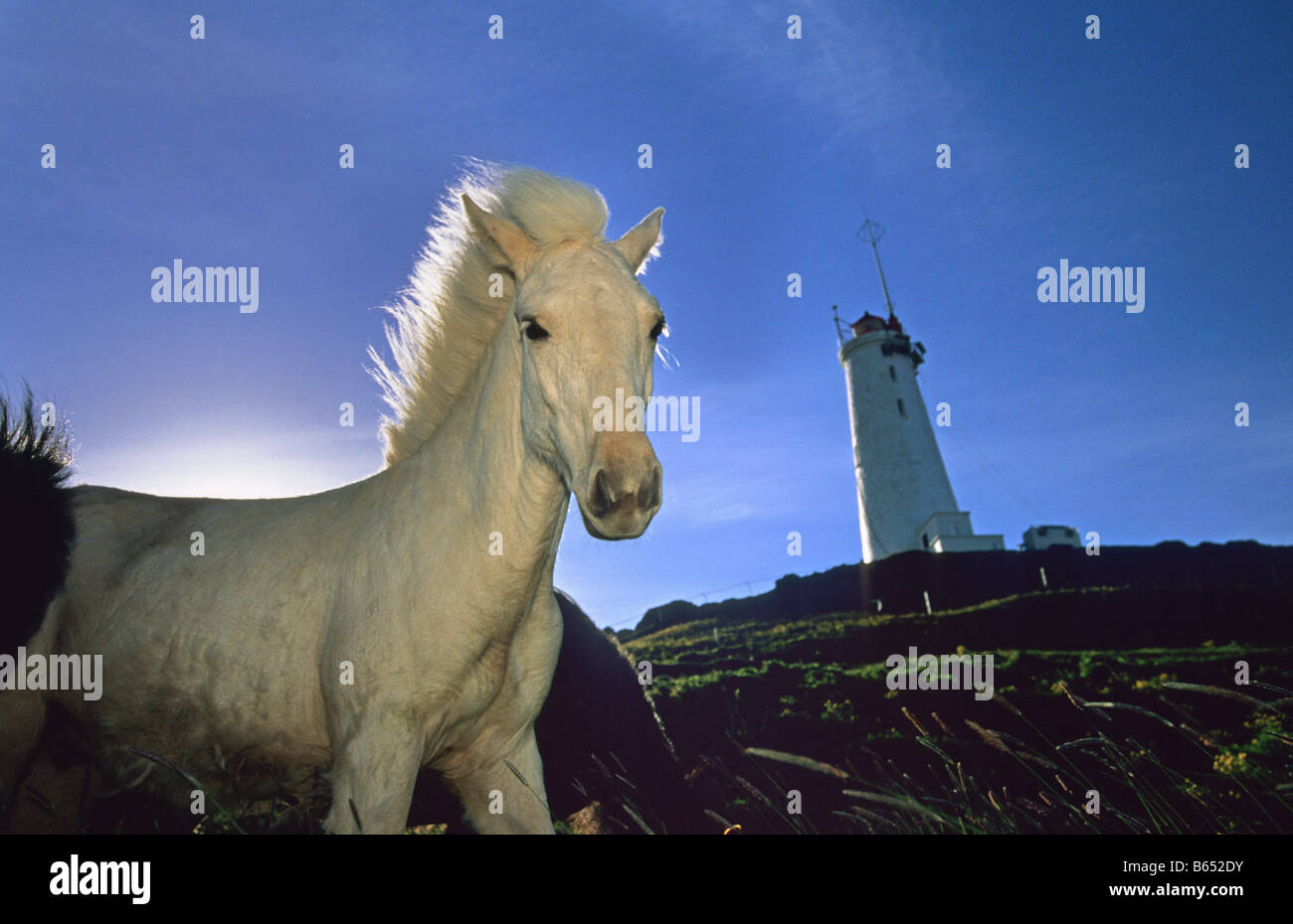 Iceland. Reykjavik. Reykjanes peninsula. Lighthouse and horse. Stock Photo