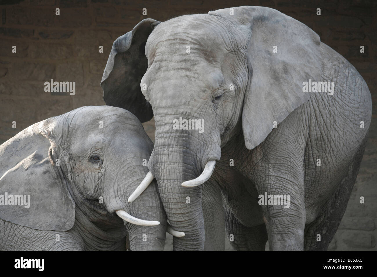 giant elephant cuddler