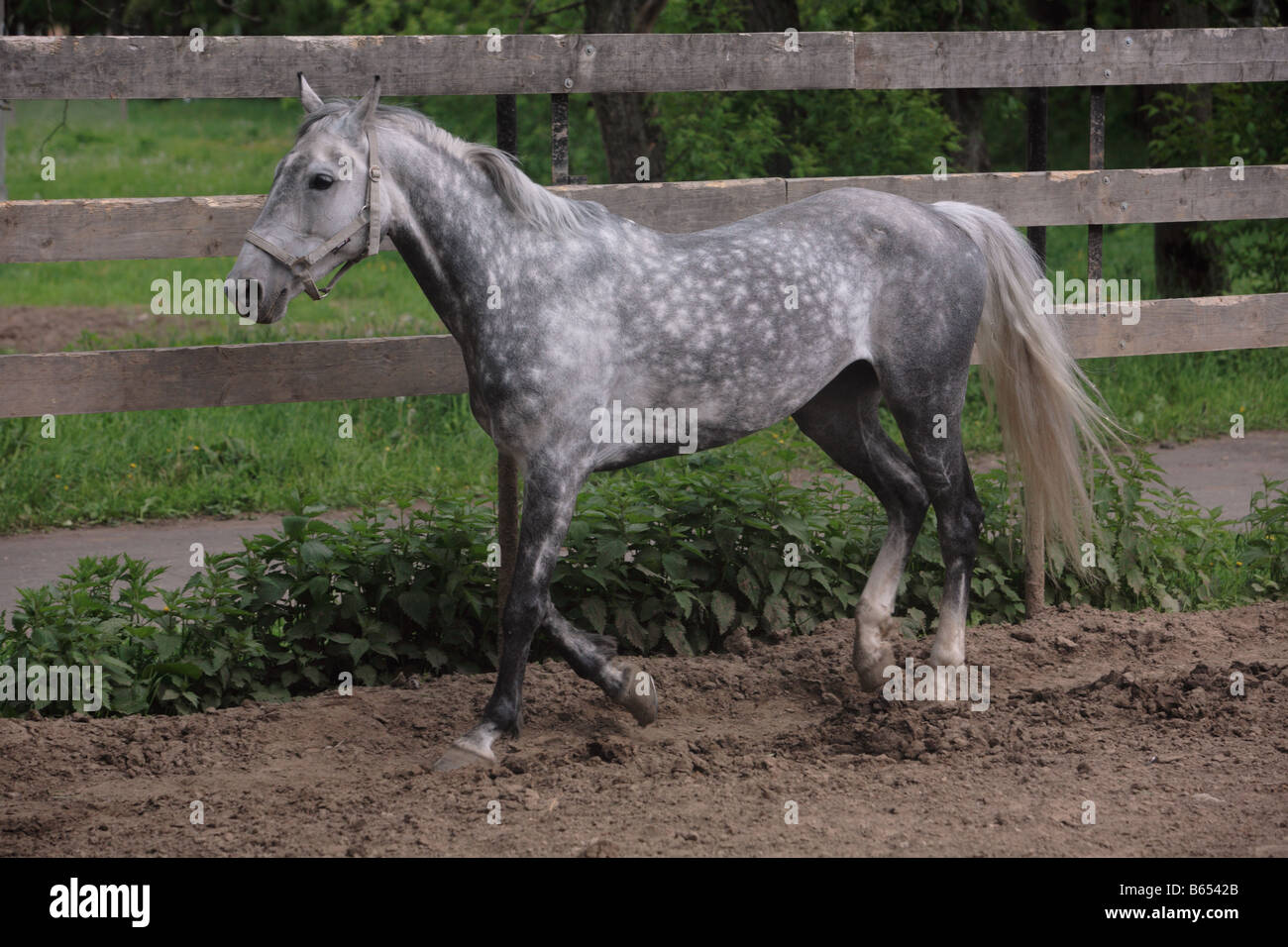 The grey horse runs at a trot Stock Photo