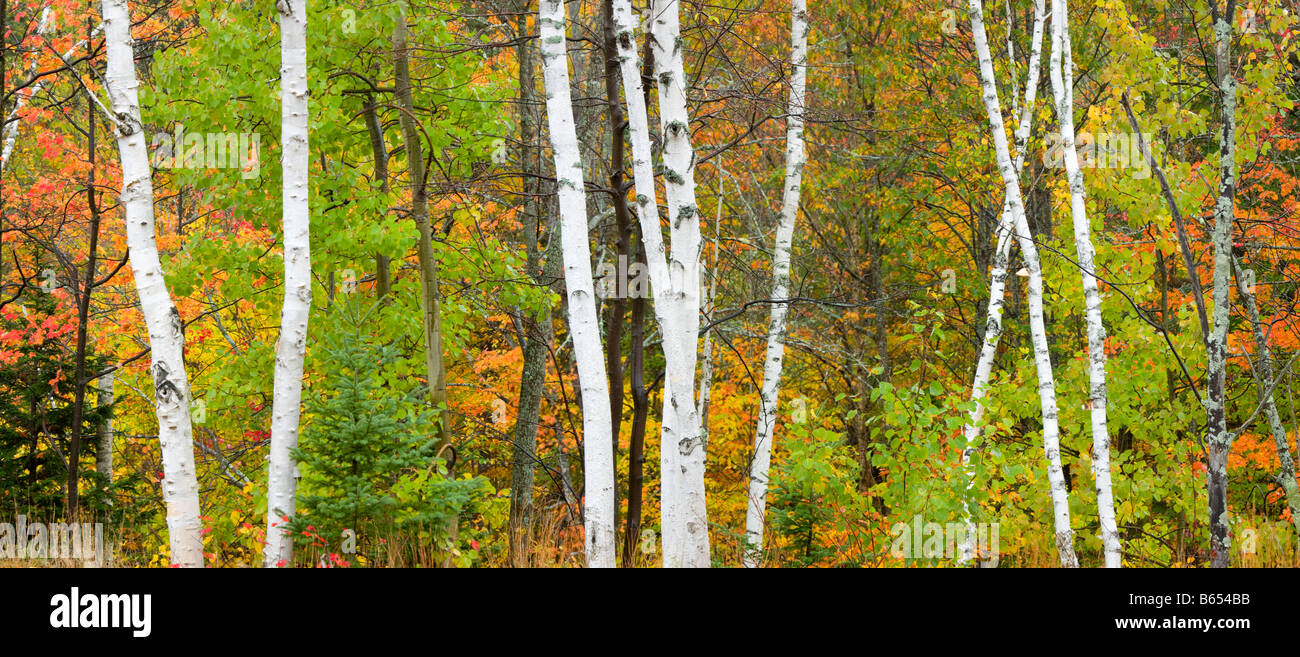 Birch trunks and fall trees, White Mountain National Forest, New Hampshire, USA. Stock Photo