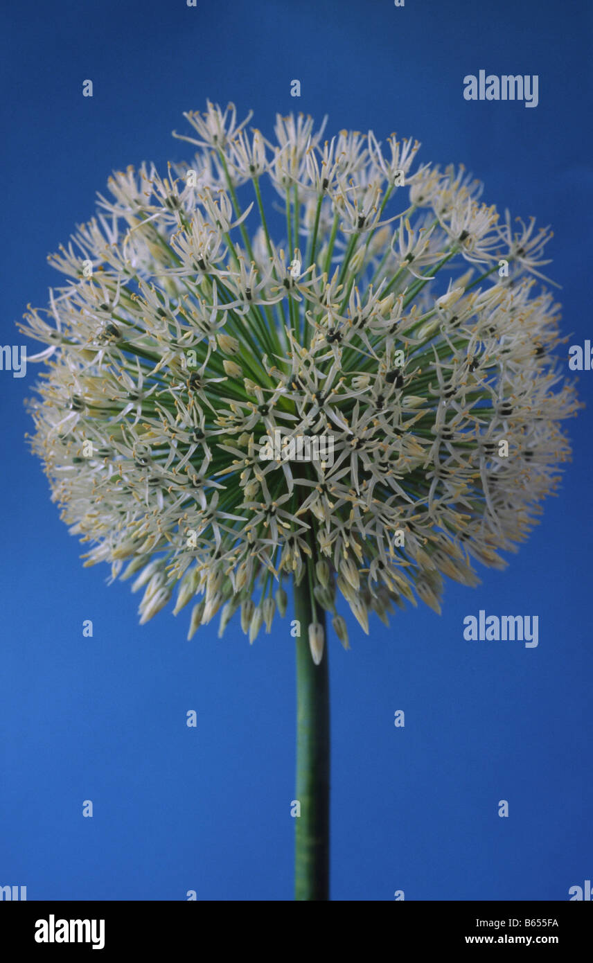 Allium rosenbachianum 'White Empress' (Ornamental onion) Stock Photo
