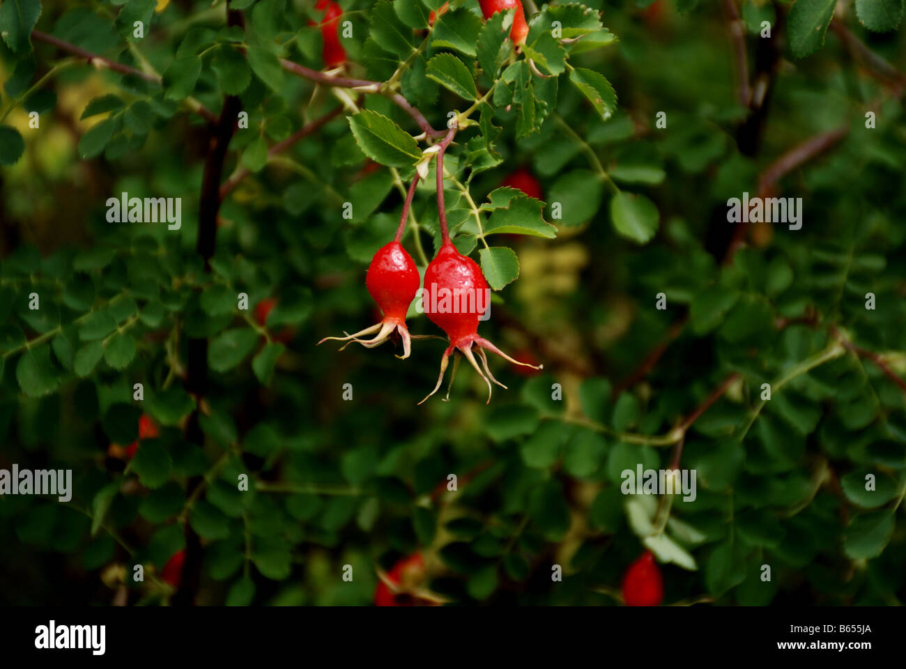 The rose hip and rose haw, is the pomaceous fruit of the rose plant, that typically is red-to-orange, Stock Photo