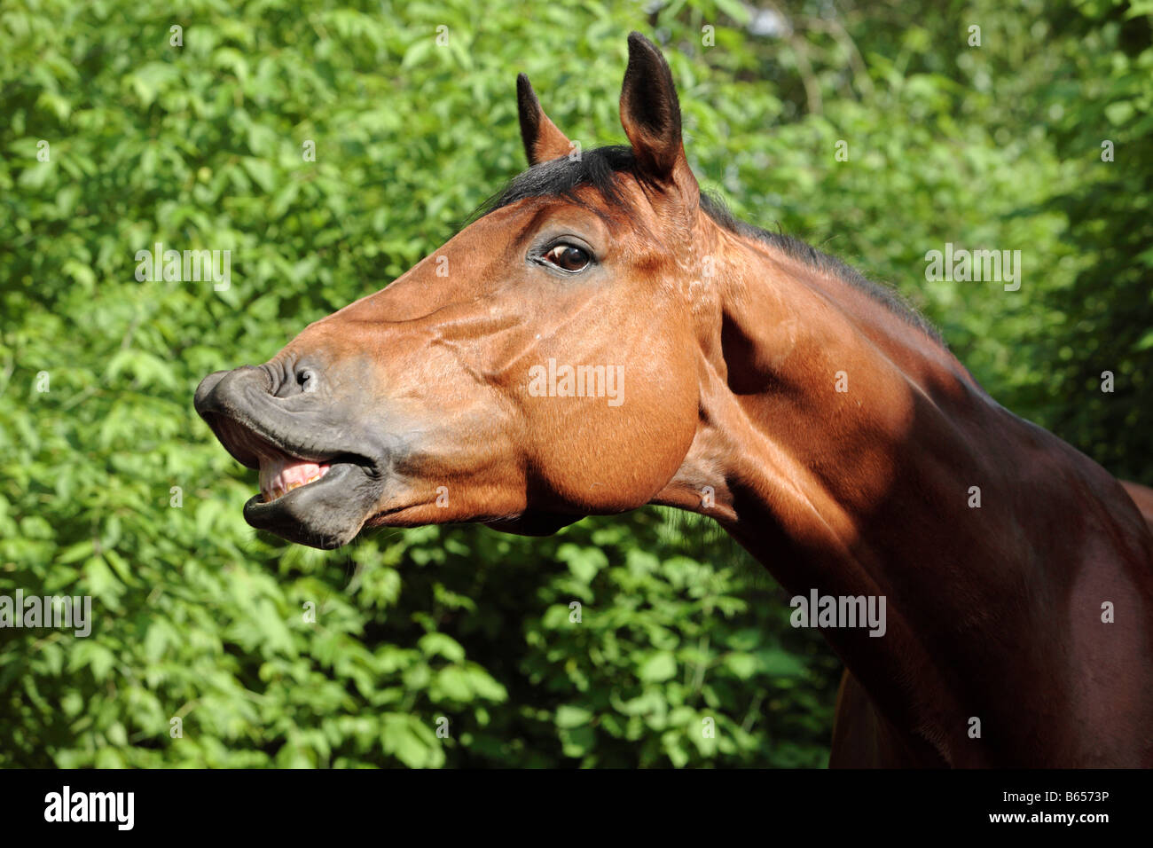 A neighing horse Stock Photo