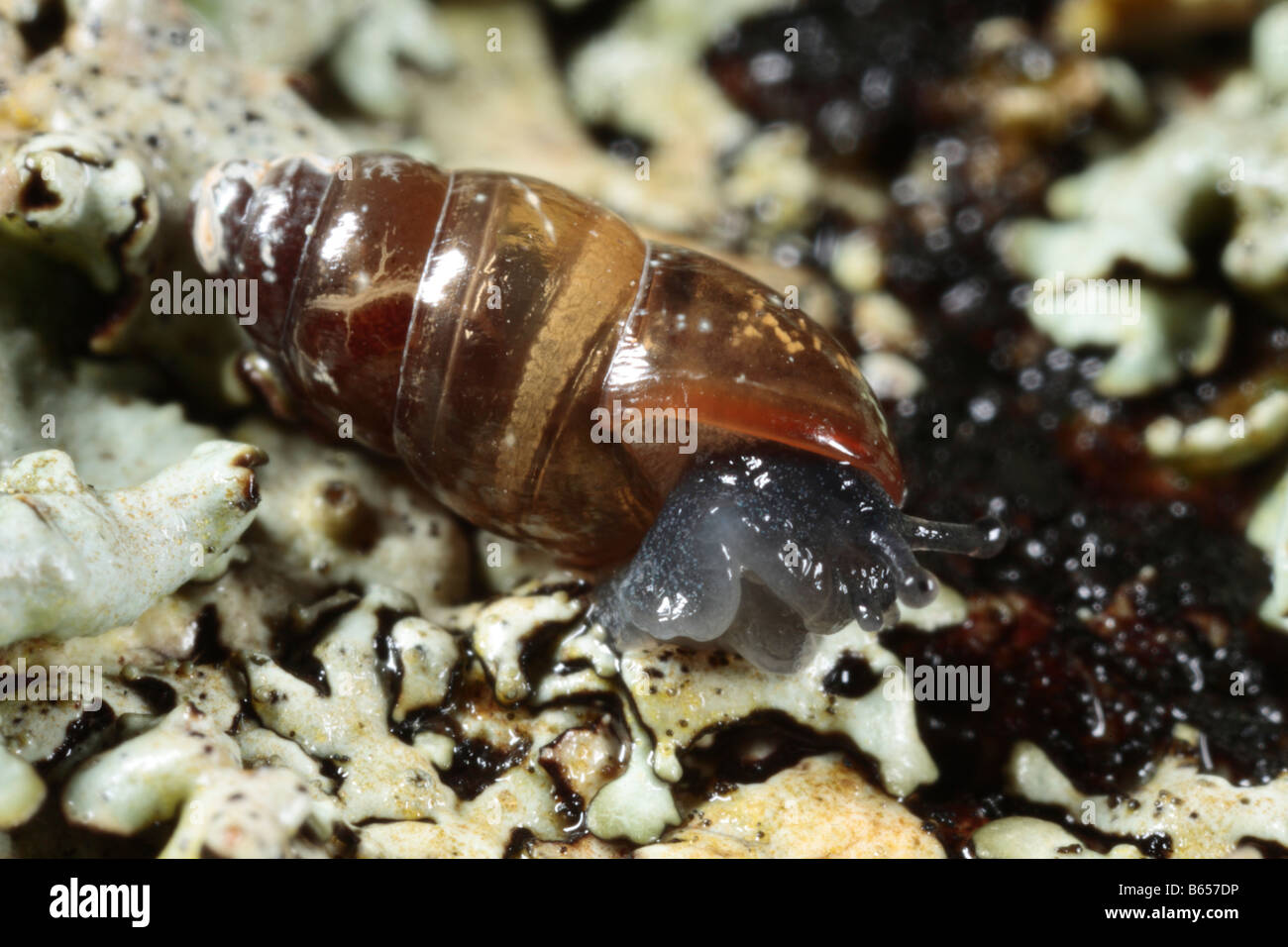 Least Slippery Snail (Cochlicopa lubrica) Powys, Wales. Stock Photo