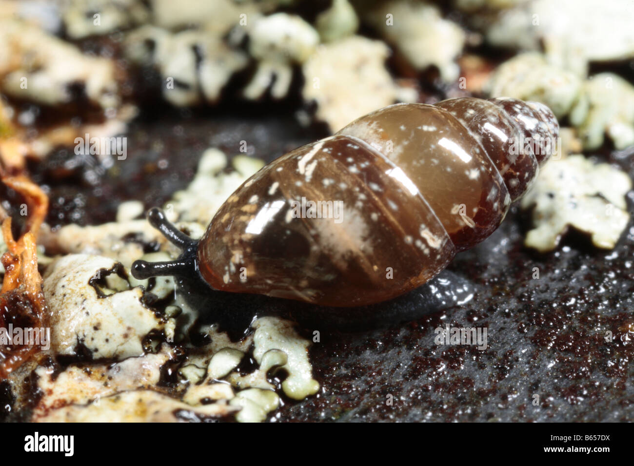 Least Slippery Snail (Cochlicopa lubrica). Powys, Wales. Stock Photo