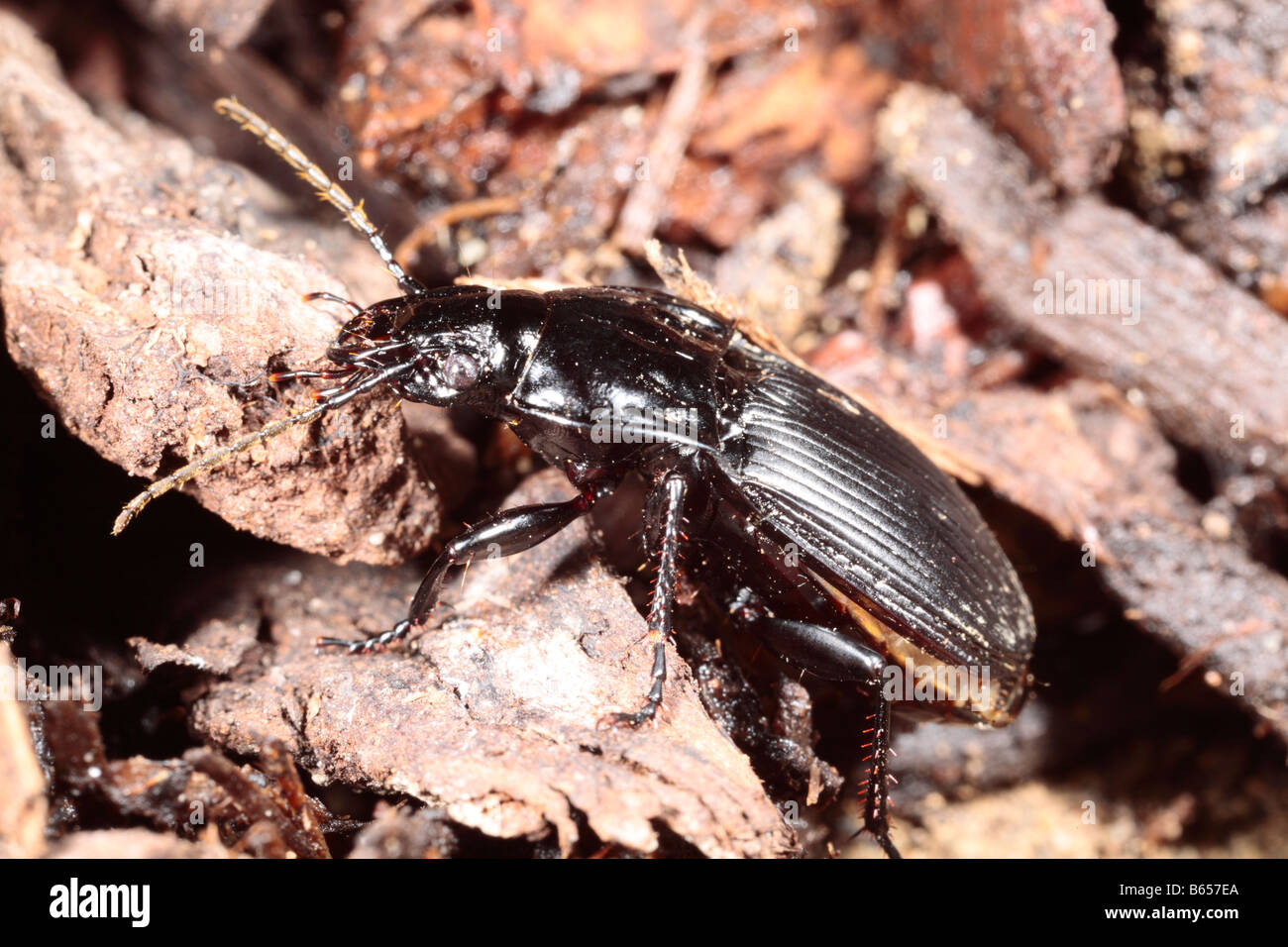 Ground Beetle Abax parallelepipedus. Powys, Wales. Stock Photo