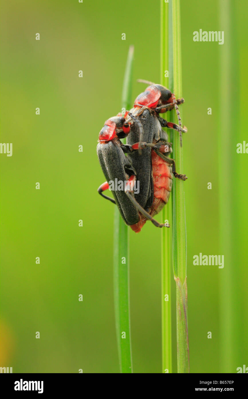 Mating Soldier Beetles (Cantharis rustica). Powys, Wales. Stock Photo