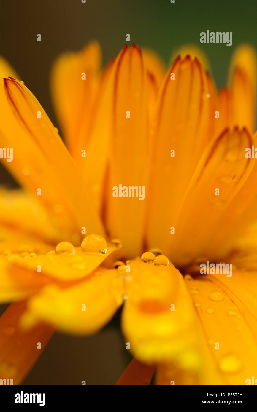Close up of raindrops on a flower of Pot Marigold (Calendula officinalis). Garden annual. Stock Photo