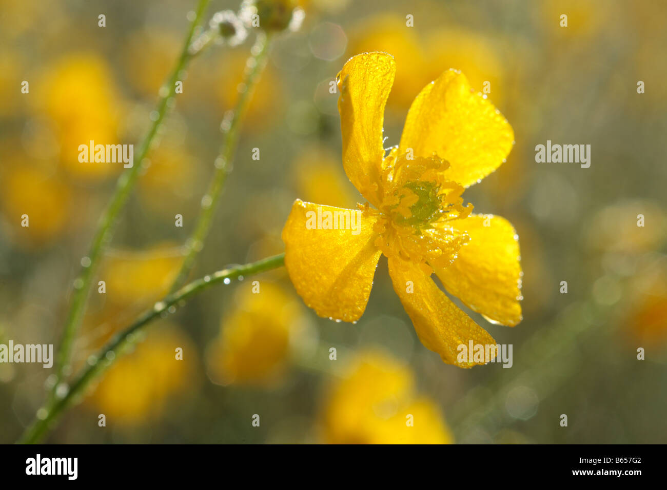 Single flower of a Meadow Buttercup (Ranunculus acris) on a frosty morning. Powys, Wales, UK. Stock Photo