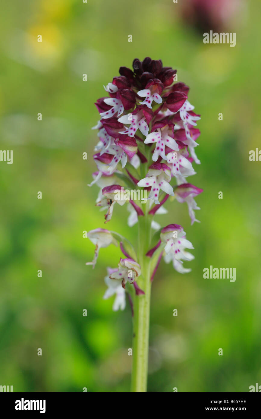 Burnt Orchid (Orchis ustulata) flowering at Clattinger Farm nature reserve, Wiltshire, England. Stock Photo