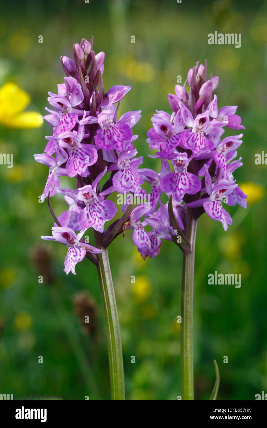 Marsh Orchids (Dactylorhiza) probable hybrids flowering at Clattinger Farm nature reserve, Wiltshire, England. Stock Photo