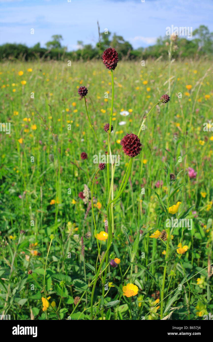 Greater Burnet (Sanguisorba officinalis) flowering in a hay meadow at Clattinger Farm nature reserve, Wiltshire. England. Stock Photo