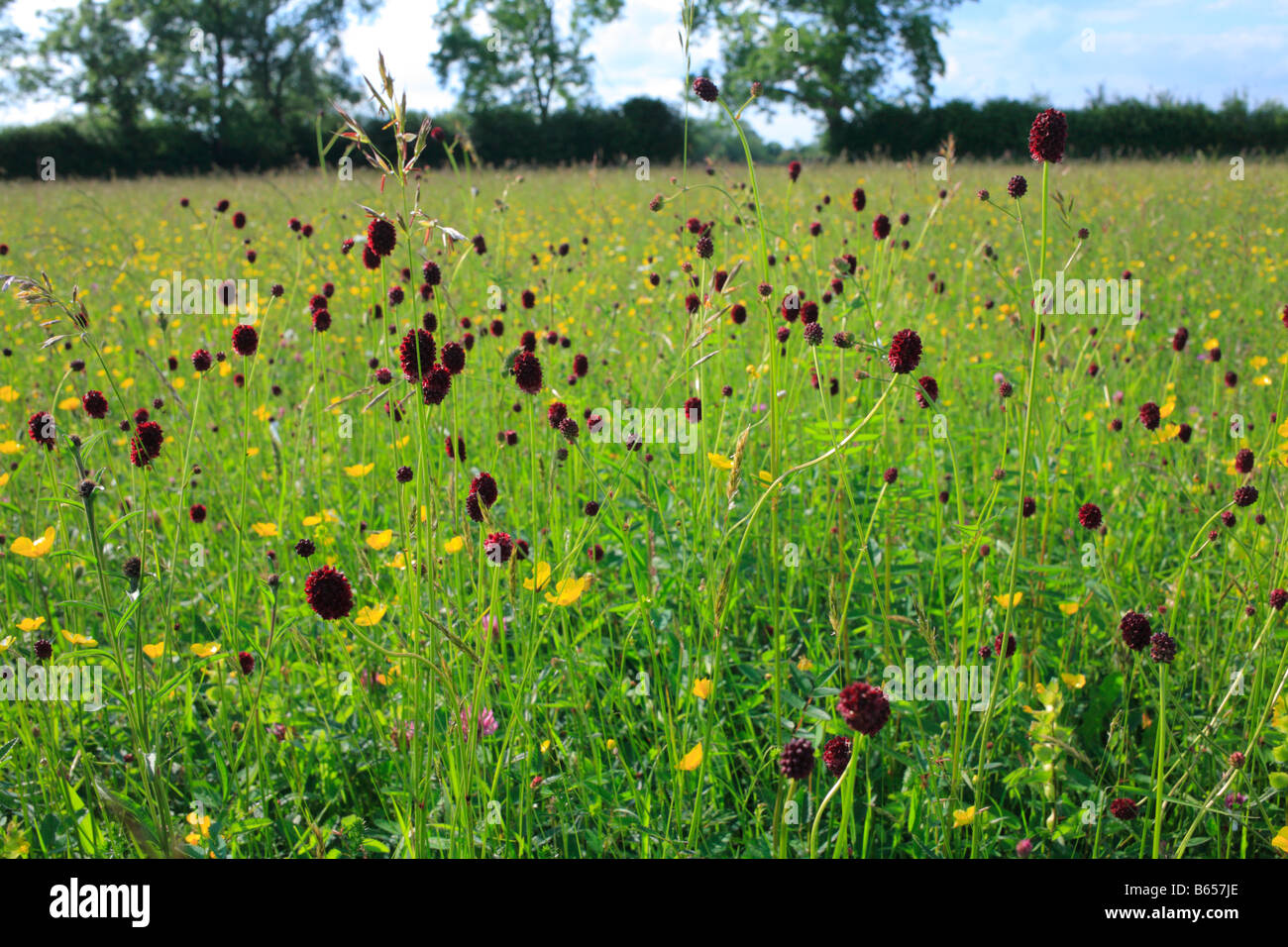 Greater Burnet (Sanguisorba officinalis) flowering in a hay meadow at Clattinger Farm nature reserve, Wiltshire, England. Stock Photo
